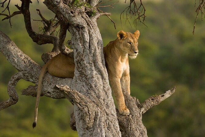 5 Days Magical Kenya Safari Private Tour - Day Two: Thompson’s Falls and Lake Naivasha