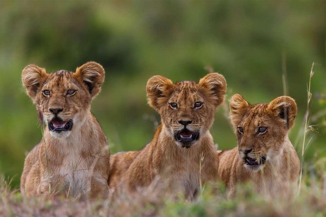 5-Days Masai Mara- Lake Nakuru - Lake Naivasha Kenya Safari Tour - Key points to know before booking