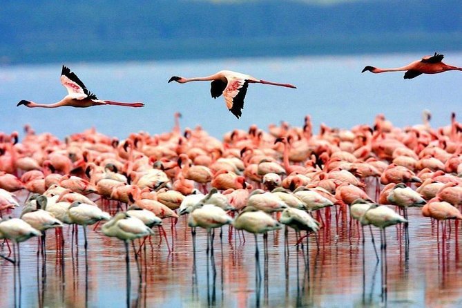 5-Days Masai Mara- Lake Nakuru - Lake Naivasha Kenya Safari Tour - Day four: Lake Nakuru wildlife and Lake Naivasha water