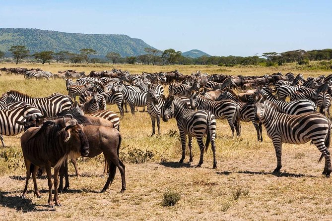 5-Days Masai Mara- Lake Nakuru - Lake Naivasha Kenya Safari Tour - What the $1,373.34 price really covers