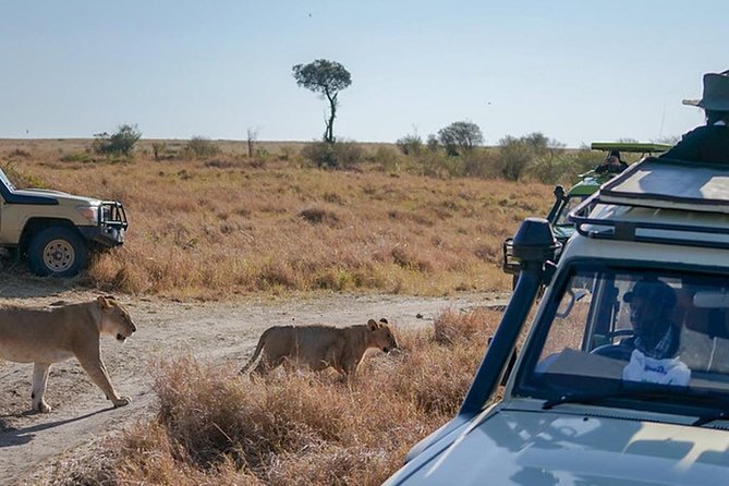 5-Days Masai Mara- Lake Nakuru - Lake Naivasha Kenya Safari Tour - Camps, meals, and the daily rhythm