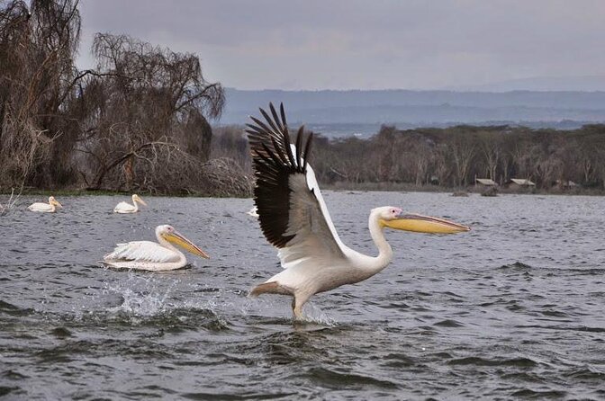 5 Days Masai Mara, Lake Nakuru & Naivasha Budget Joining Safari - Key points to know before booking