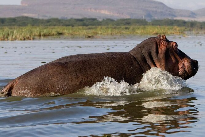 5 Days Masai Mara, Lake Nakuru & Naivasha Budget Joining Safari - Why this five-day route works