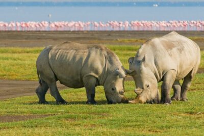 5 Days Masai Mara, Lake Nakuru & Naivasha Budget Joining Safari