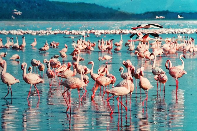 5 Days Masai Mara, Lake Nakuru & Naivasha Budget Joining Safari - Day 5: Walking and cycling at Hell’s Gate