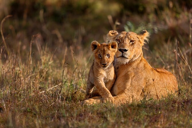 5 Days Masai Mara, Lake Nakuru & Naivasha Budget Joining Safari - What the $810 price really buys