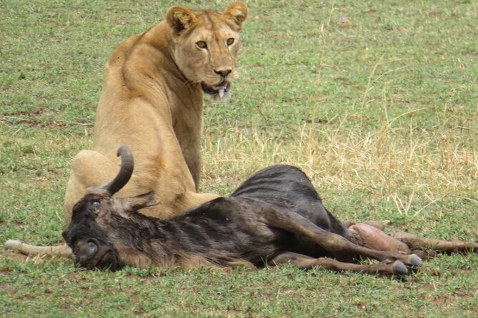5 days Masai Mara Wildebeest migration safari - Day two: the Great Rift Valley road to the Mara