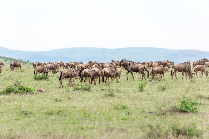 5 days Masai Mara Wildebeest migration safari - Is $2,660 per person good value?