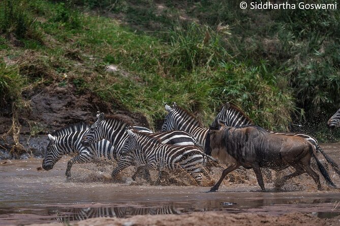 5 days Masai Mara Wildebeest migration safari - Day three: waiting beside the Mara River