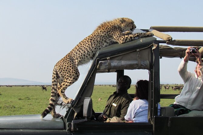 5 Days Mombasa,Tsavo East, Taita Salt Lick, Tsavo West, Amboseli, - The big picture: a fast but varied southern Kenya safari