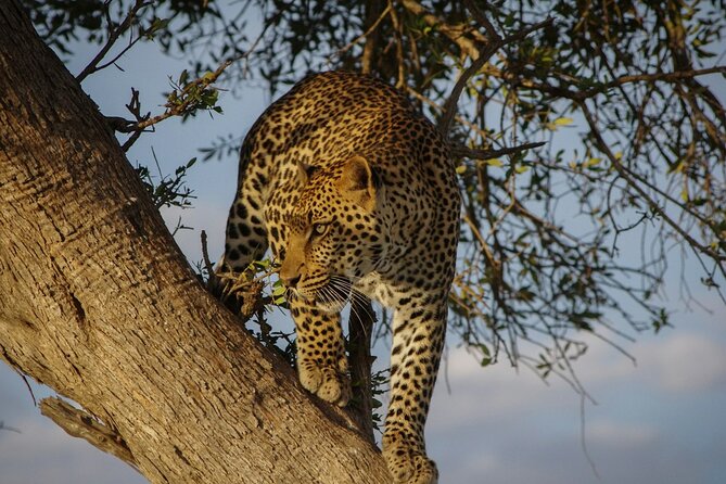 5 Days of Kenyan Magic: A Whirlwind Safari Adventure - Day 1: From Nairobi to the Masai Mara