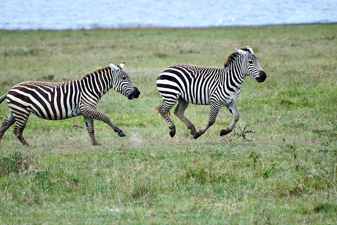 5 Days of Kenyan Magic: A Whirlwind Safari Adventure - Day 4: A quieter afternoon on Lake Naivasha