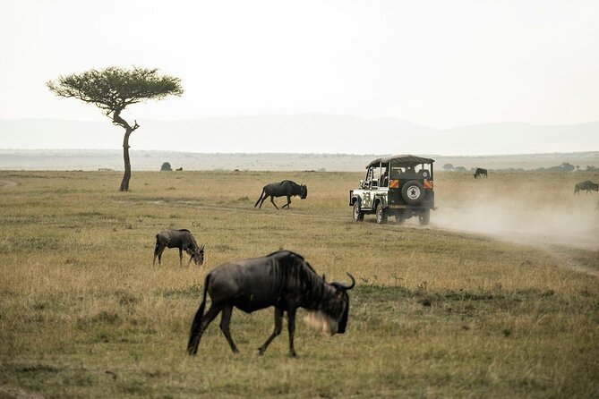 5 Days of Kenyan Magic: A Whirlwind Safari Adventure - What the $1,800 price really covers