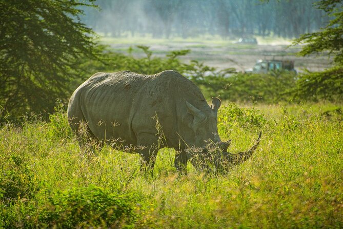 5 Days of Kenyan Magic: A Whirlwind Safari Adventure - Day 2: A full day among the Mara’s big animals