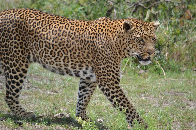 5 Days Ol Pejeta-Lake Nakuru-Masai Mara Mid-Comfort Safari - Day One: Ol Pejeta and the Search for Rare Rhinos