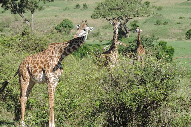 5 Days Ol Pejeta-Lake Nakuru-Masai Mara Mid-Comfort Safari - Day Four: A Full Day Across the Mara