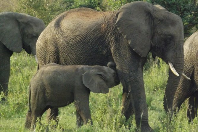 5 Days Ol Pejeta-Lake Nakuru-Masai Mara Mid-Comfort Safari - Comfort, Food, and Practical Planning