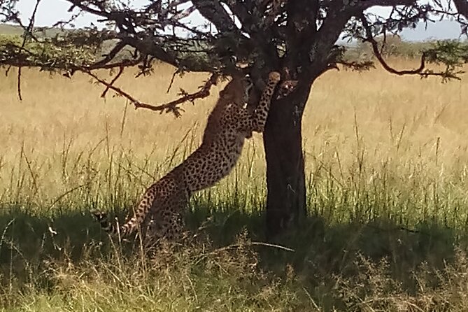 5 Days Safari to Aberdare N/P, Nakuru N/P and Maasai Mara N/R. - Day 1: Nairobi to Aberdare through Kenya’s farm country
