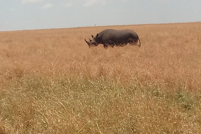 5 Days Safari to Amboseli N/P, Lake Naivasha, Maasai Mara N/R. - Why this route works in only five days