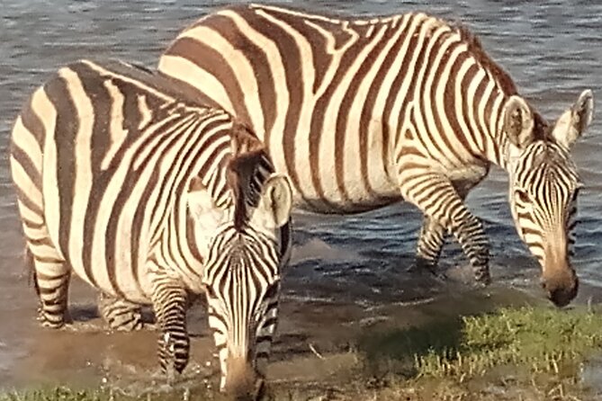 5 Days Safari to Amboseli N/P, Lake Naivasha, Maasai Mara N/R. - Day 3: Entering the Maasai Mara