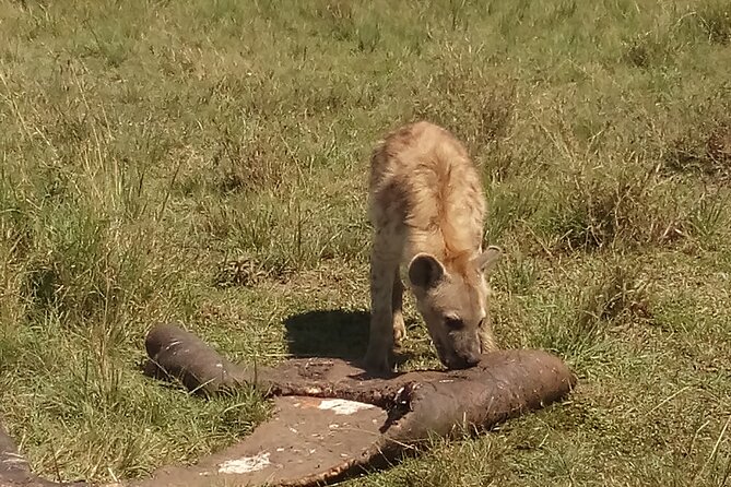 5 Days Safari to Amboseli N/P, Lake Naivasha, Maasai Mara N/R. - Accommodation, meals, and comfort