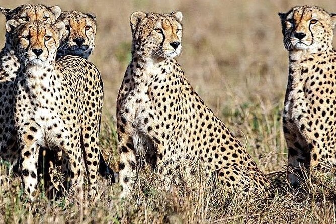 5 Days Safari to Amboseli N/P, Lake Naivasha, Maasai Mara N/R. - What the $2,800 price buys you