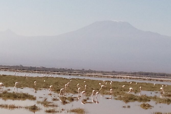 5 Days Safari to Amboseli N/P, Lake Naivasha, Maasai Mara N/R. - Day 1: Elephants and Kilimanjaro in Amboseli