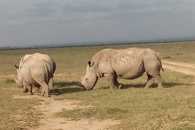 5 Days Safari to Samburu N/R Ol Pejeta Conservancy Hells Gate N/P, Lake Naivasha - Why this route is worth five days