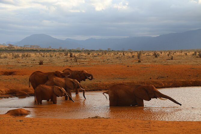 5 Days safari to Tsavo East, Tsavo West and Saltlick from Mombasa - Five details that shape the safari