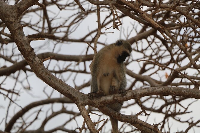 5 Days safari to Tsavo East, Tsavo West and Saltlick from Mombasa - Why this safari covers more than one park