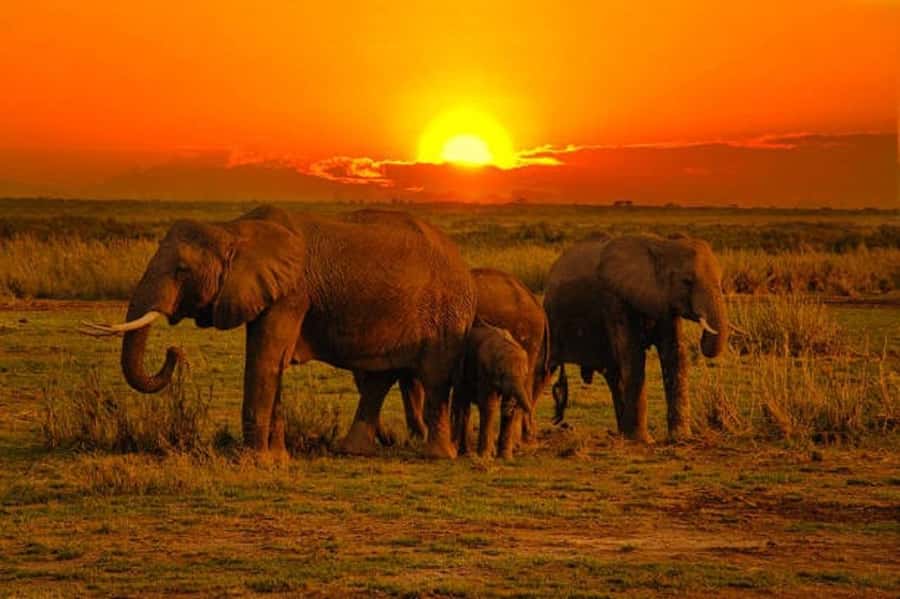 5 days safari to Tsavo East, West & Amboseli from Mombasa - Why this route works from Mombasa