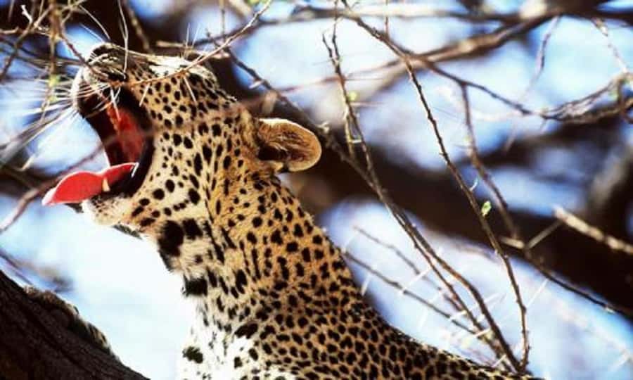 5 days safari to Tsavo East, West & Amboseli from Mombasa - Day 2: Tsavo West to Amboseli’s mountain views