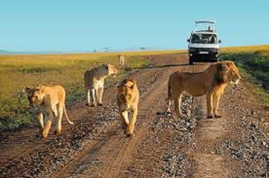 5 days safari to Tsavo East, West & Amboseli from Mombasa - Day 3: A full day in Amboseli National Park
