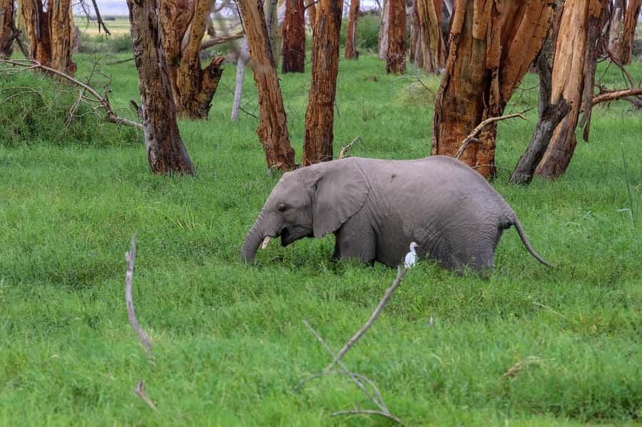 5 days safari to Tsavo East, West & Amboseli from Mombasa - Lodges, comfort, and what to clarify