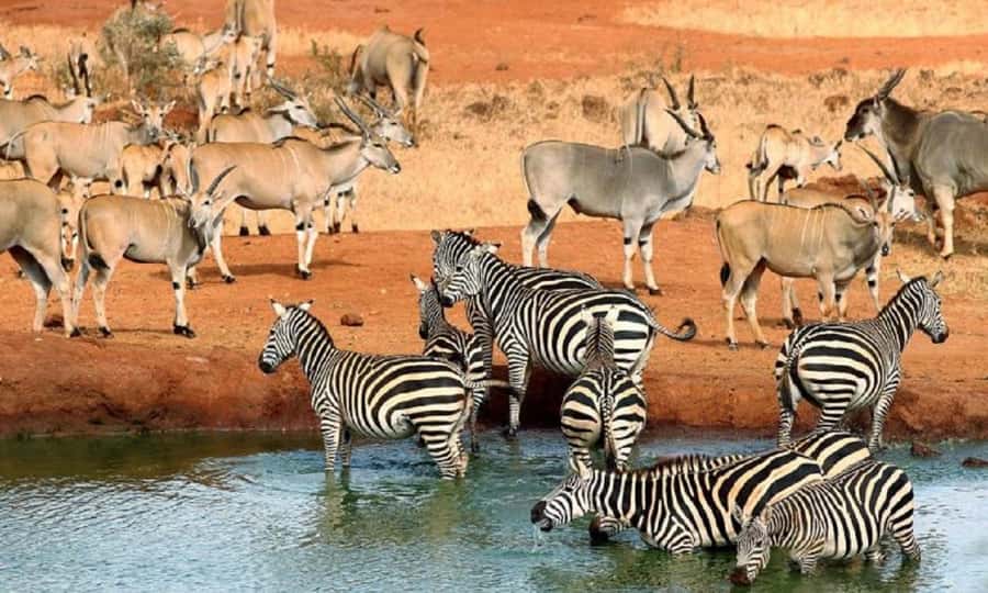 5 days safari to Tsavo East, West & Amboseli from Mombasa - Day 1: Mombasa to Tsavo West and Ngulia Safari Lodge