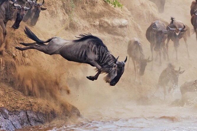 5 Days Tour at East Africa Safari Lake Nakuru and Lake Naivasha - Key points to know before booking