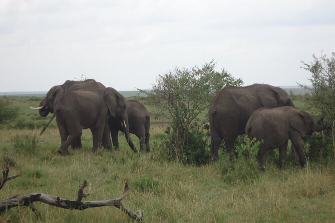 5 Days Tour at East Africa Safari Lake Nakuru and Lake Naivasha - Day 1: From Nairobi through the Rift Valley to Masai Mara