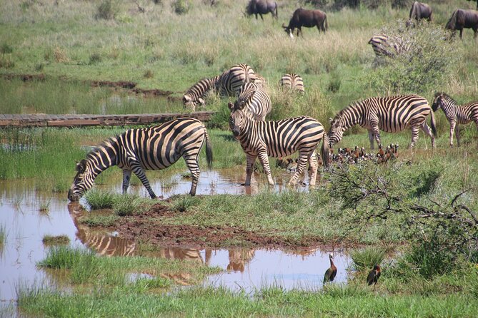 5 Days Tour at East Africa Safari Lake Nakuru and Lake Naivasha - Day 3: Leaving the Mara for Lake Nakuru