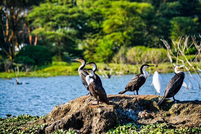 5 Days Tour at East Africa Safari Lake Nakuru and Lake Naivasha - What $590 buys, and what it does not