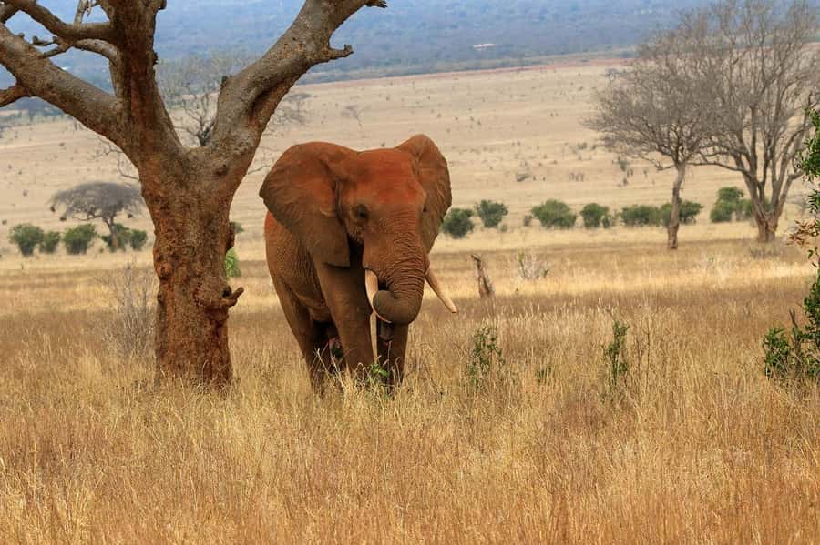 5 Days Tsavo East ,Tsavo West and Saltlick lodge Safari - Why this five-day route works