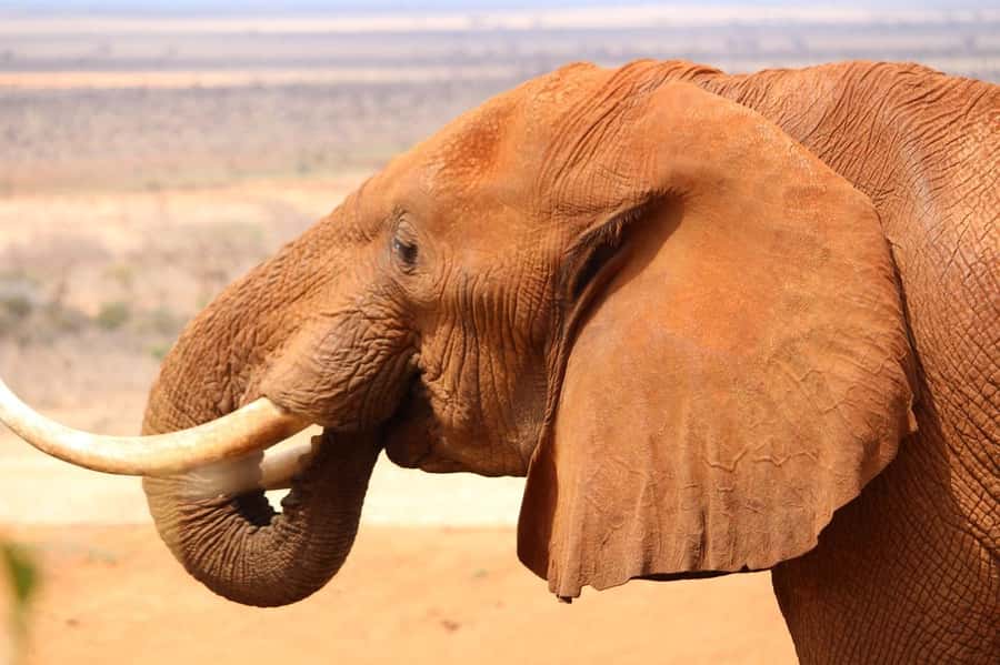 5 Days Tsavo East ,Tsavo West and Saltlick lodge Safari - Day five: a final morning drive before Mombasa