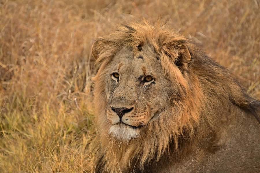 5 Days Tsavo East ,Tsavo West and Saltlick lodge Safari - The guide and safety factor