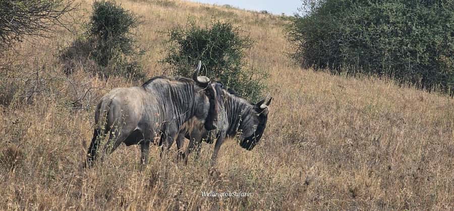 5-Hour Nairobi National Park 4x4 Safari with Free Pickup - Lions, rhinos, and the value of a good guide