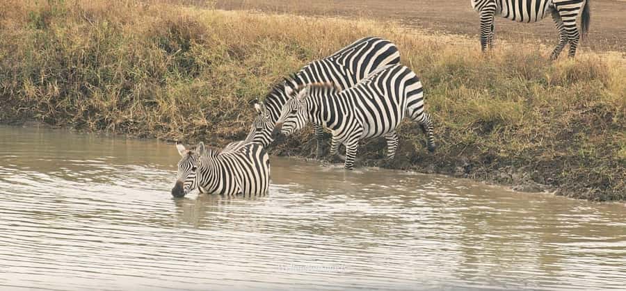 5-Hour Nairobi National Park 4x4 Safari with Free Pickup - Morning, afternoon, or evening: choosing your departure
