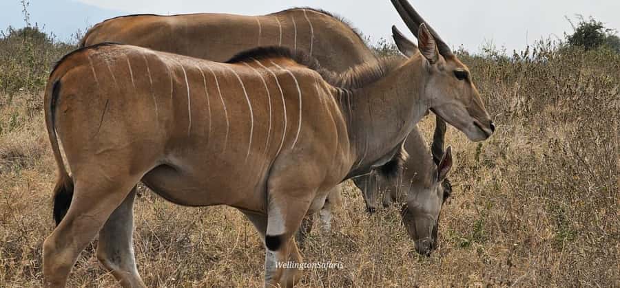 5-Hour Nairobi National Park 4x4 Safari with Free Pickup - The real price: $123 before lunch