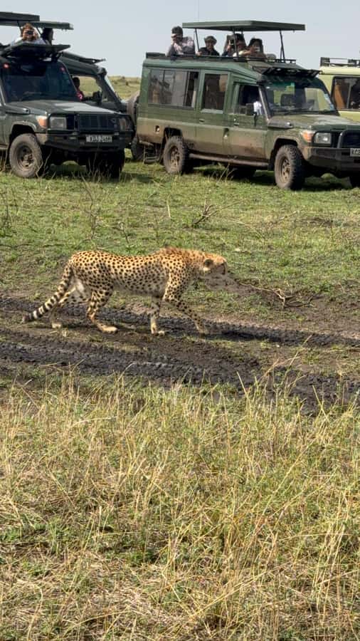 5-Hours Nairobi National Park Game Drive 4x4 Vehicle - Why Nairobi National Park makes sense for a short safari