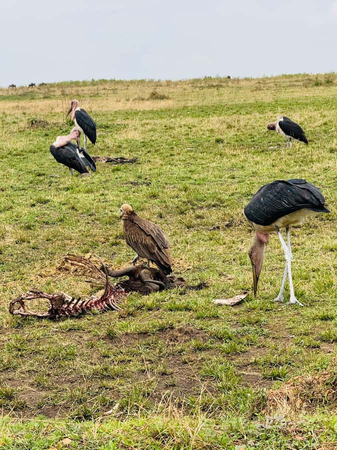 5-Hours Nairobi National Park Game Drive 4x4 Vehicle - Four hours inside Nairobi National Park