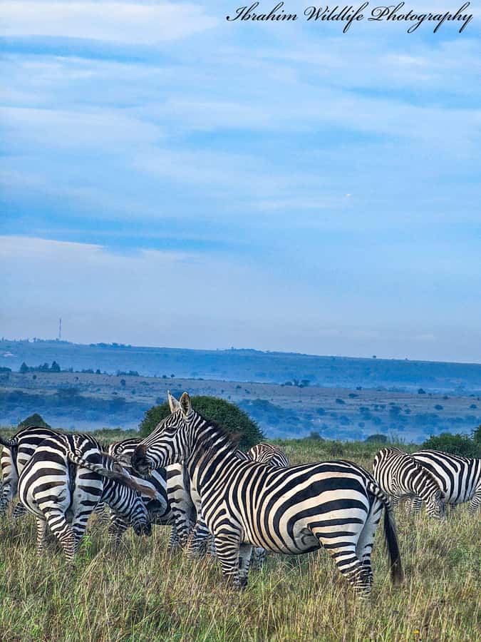 5-Hours Nairobi National Park Game Drive 4x4 Vehicle - Wildlife, birdwatching, and the Nairobi skyline