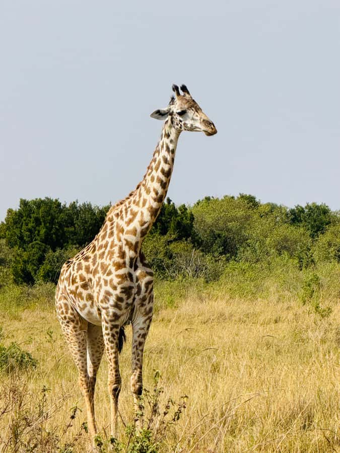 5-Hours Nairobi National Park Game Drive 4x4 Vehicle - The 30-minute Kazuri Beads Factory stop