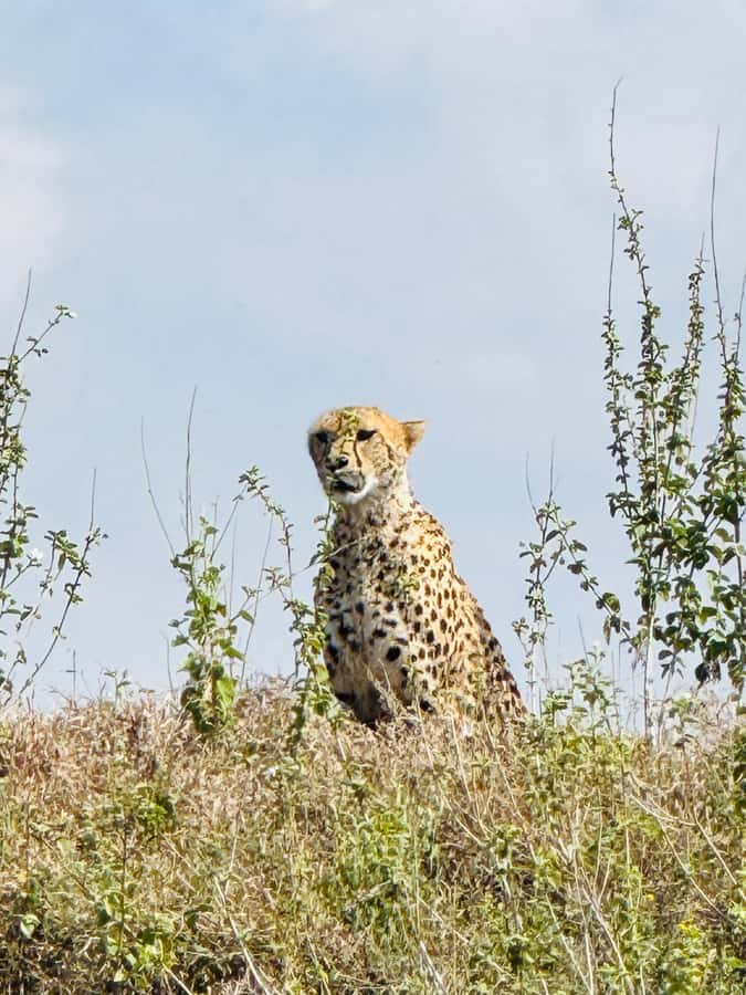 5-Hours Nairobi National Park Game Drive 4x4 Vehicle - Who will get the most from this game drive